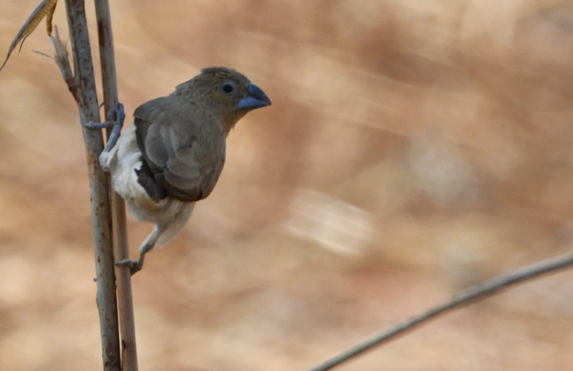 Capucin à bec d'argent (African silverbill, Euodice cantans) Réserve de Popenguine, Sénégal.